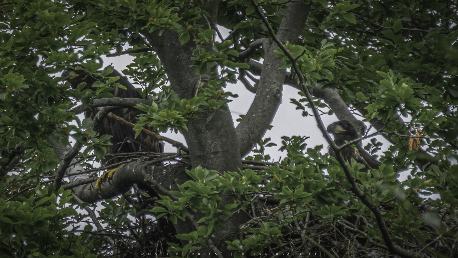 Blunkerbach Seeadler